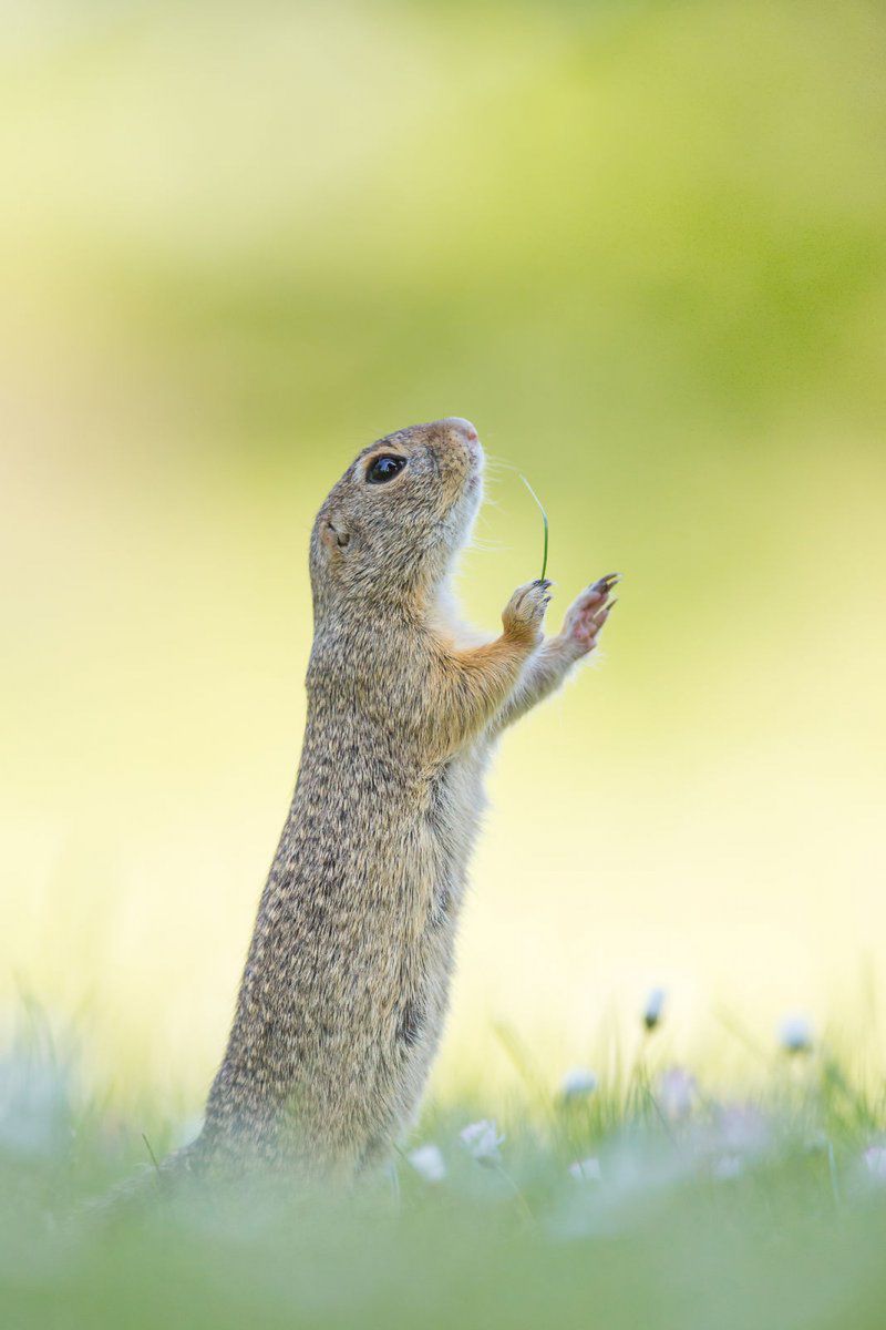 Wyłoniono zwycięzców konkursu Comedy Wildlife Photography Awards 2016. Nie przestaniesz się śmiać oglądające te zdjęcia 7