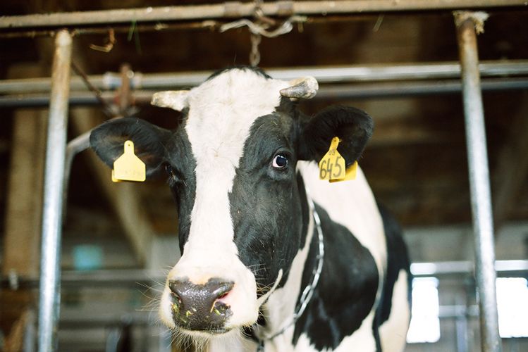 Rolnicy ratalnie zapłacą kary za mleko. W sumie to aż 660 mln zł