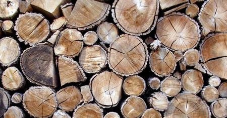 Jako łapówkę chciał dać drewno