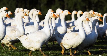 "Polak kseruje i polewa tam kawę" - rozwinie skrzydła?