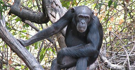 Szympans z wrocławskiego zoo dostał etat urzędnika