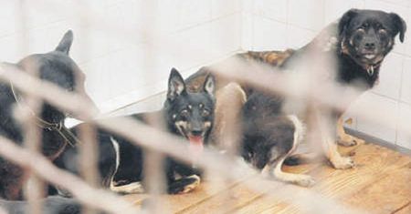 Brakuje miejsc dla porzucanych latem kotów i psów