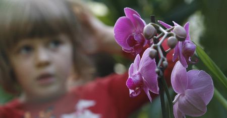 Ach te orchidee!