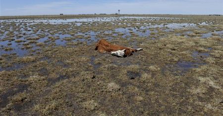 Największa klęska suszy od 50 lat w Argentynie