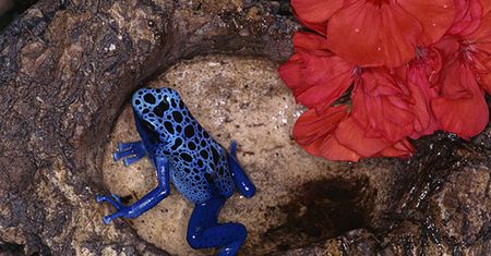 Człowiek doprowadził do największej zagłady od czasów dinozaurów