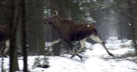 Łoś narozrabiał, kto zapłaci?