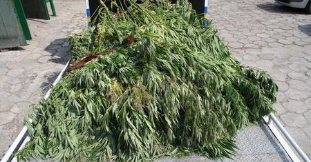Policjanci przechwycili 6 ton marihuany
