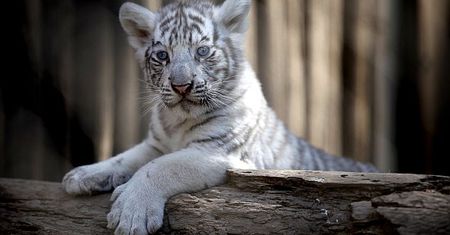 Chilijskie zoo świętuje narodziny białych tygrysków