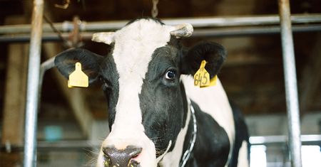 Polskie mleko zaleje świat. Polish Dairy na antypodach