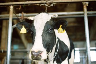 122 mln zł dla producentów mleka. Wypłata od 13 czerwca