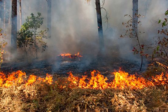 78 pożarów w ciągu doby - coraz groźniej w lasach