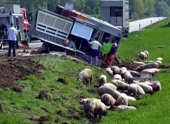 Prosięta zablokowały autostradę