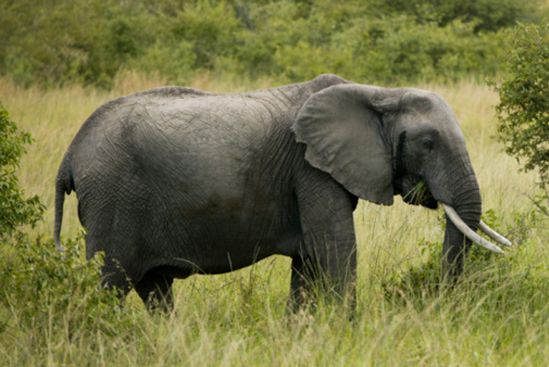 Okrzyknęli słonia "dziedzictwem narodowym"