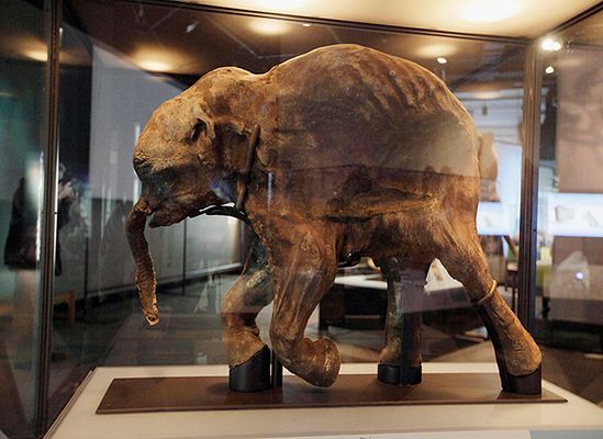 Znaleźli mamuta sprzed 42 tys. lat