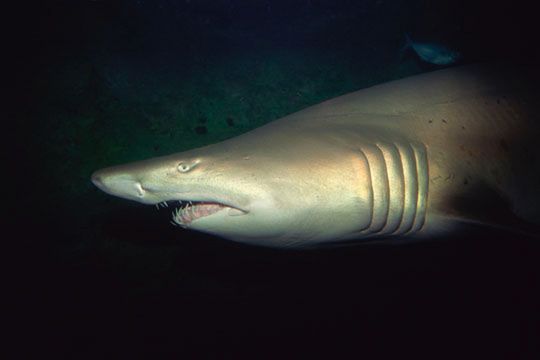 Zęby rekinów udowodniły, że woda w morzu była słodka