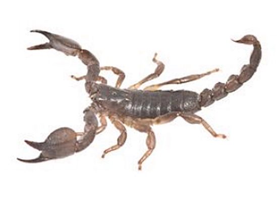 Szok na poczcie - paczka pełna jadowitych skorpionów