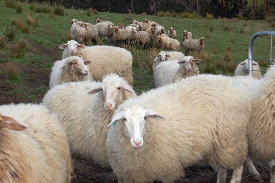 44 owce przypłaciły życiem wybór Obamy na prezydenta