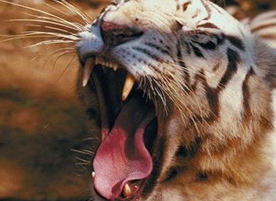 Kraje azjatyckie i Rosja obiecują ratować tygrysy