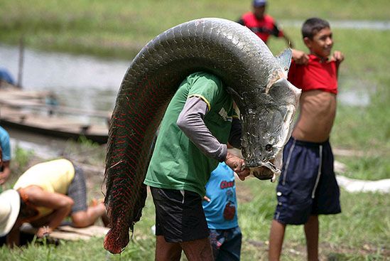 Jest szansa na ratunek dla giganta z Amazonki?