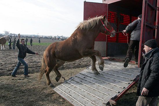 Austriacka policja zatrzymała transport koni z Polski