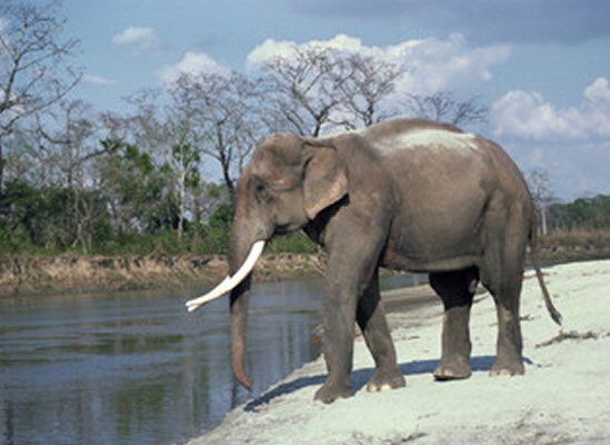 Azjatyckie słonie potrafią dodawać