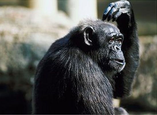 Hiszpanie chcą podstawowych praw dla... małp