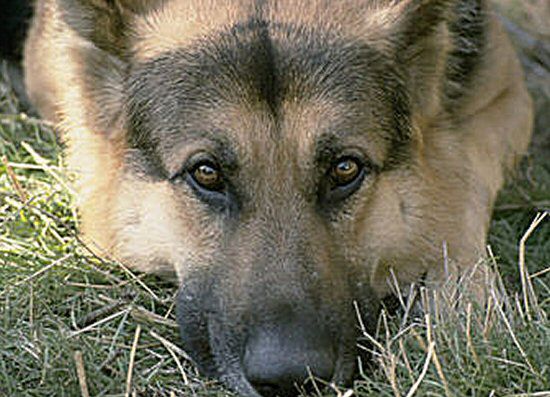 Psy-spadochroniarze będą szukać kryjówek terrorystów
