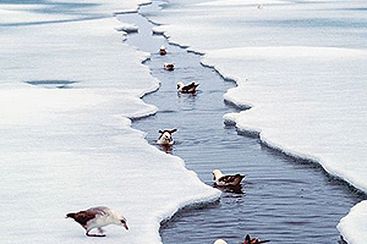 Kanada wzmacnia obecność w Arktyce