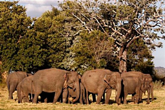 Pierwszy powszechny spis słoni na Sri Lance