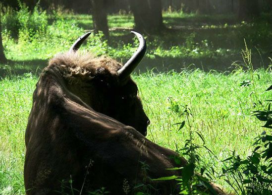 Bieszczady oczekują niezwykłych narodzin