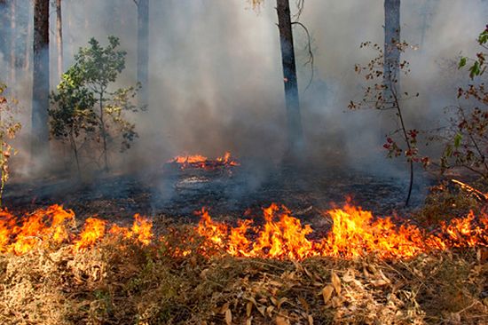 78 pożarów w ciągu doby - coraz groźniej w lasach