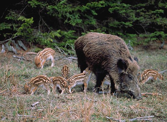 Myśliwi mogą strzelać do psów, tak chronią zwierzynę