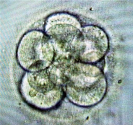 Duchowni o in vitro - szantaż czy prawo Kościoła?