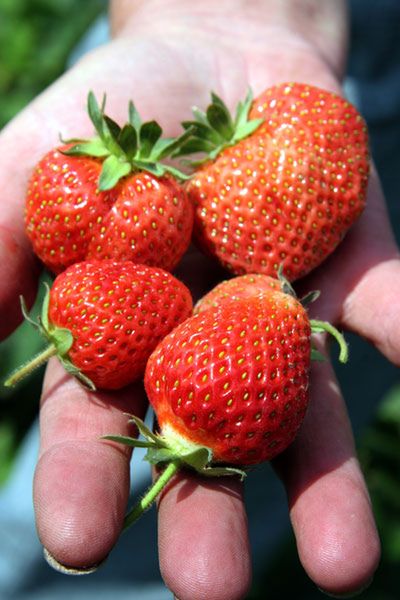 Mają inny kolor i smak - takich truskawek nie jadłeś