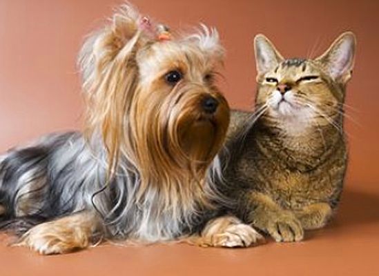 Psy i koty zarażają ludzi groźnymi bakteriami