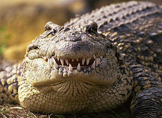Ekolodzy: krokodyl pływa w Odrze - są świadkowie