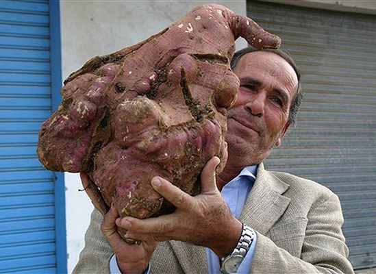 Rolnik wyhodował 11-kilogramowego ziemniaka