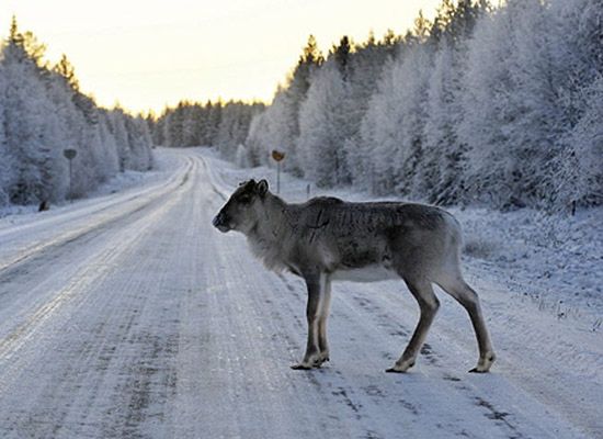 Niebo nad Warszawą i Laponią, czyli 30-latki dorastają