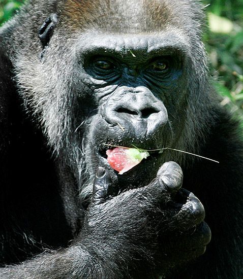 Najstarszy goryl nie żyje