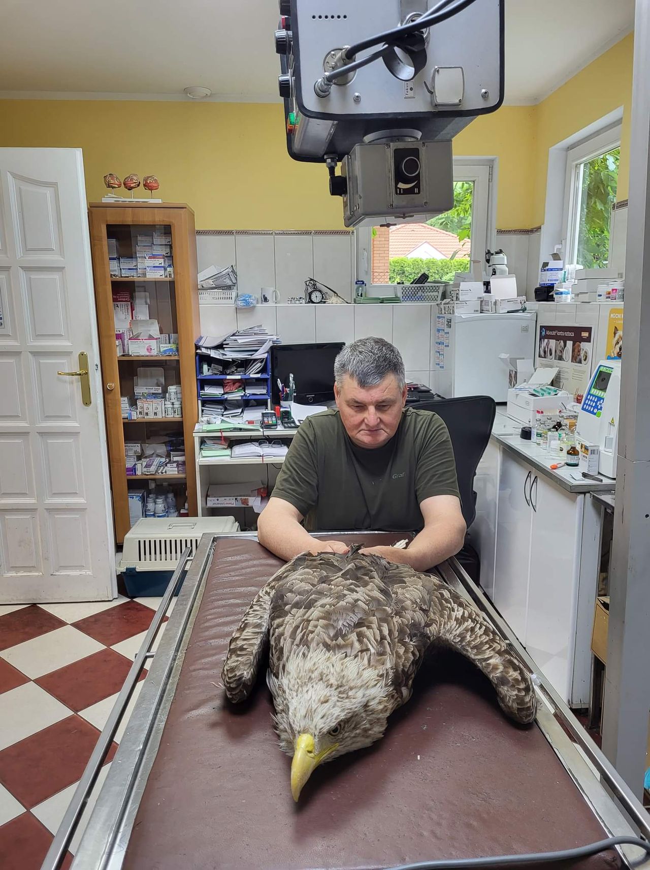 Leśniczy uratował orła bielika