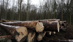 Uchwała o obronie polskich lasów. I leśników