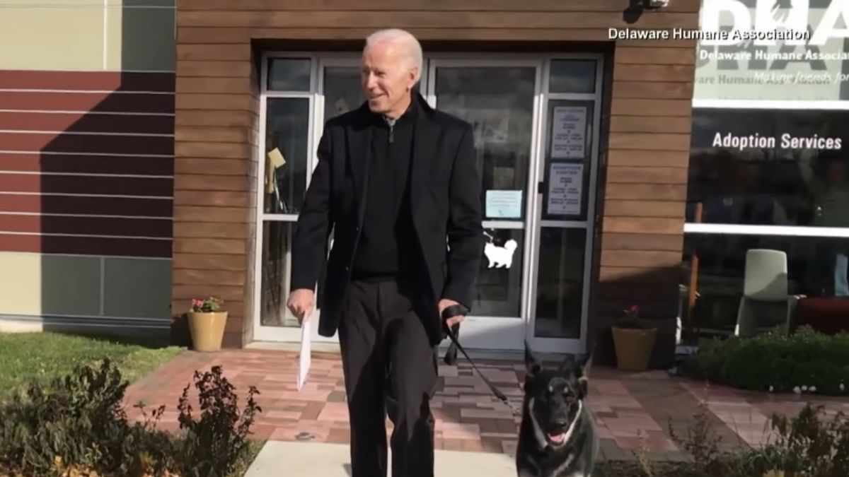 Zdjęcie dnia. Major należący do Joe Bidena, będzie pierwszym psem ze schroniska, który zamieszka w Białym Domu 1