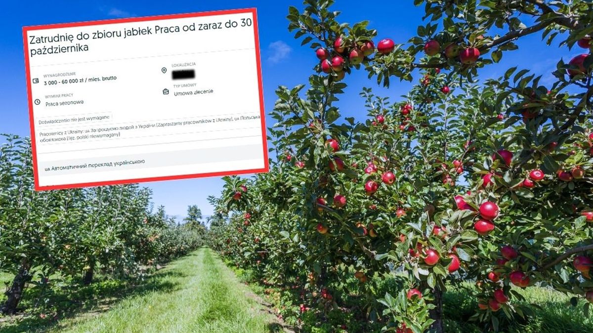 Zaskakująca oferta pracy 