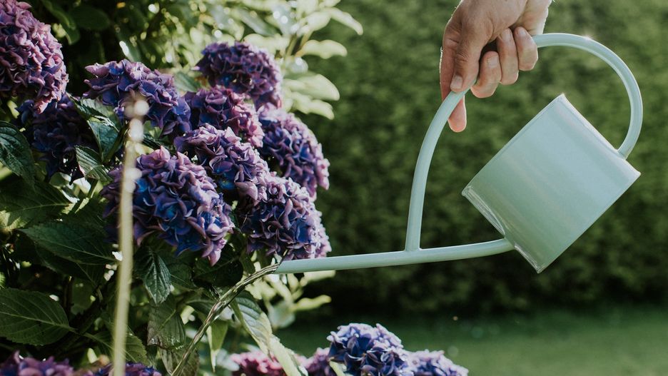 HydrangeaWatering a purple hydrange in a gardenCatherine Falls Commercialgreen, bloom, floral, garden, background, flowers, fresh, hortensia, pretty, texture, vibrant, colours, pink, shrub, beautiful, closeup, cultivar, detail, flower petals, high-coloured, lovely, mophead, seasonal, soft, flora, hydrange, lush, garden equipment, lifestyle