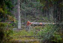 Zwłoki mężczyzny w Puszczy Białowieskiej. Mogą należeć do uchodźcy