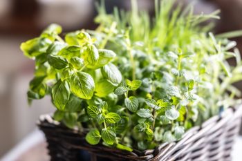 Kwiecień to "ostatni dzwonek" na te zioła. Posiej je już teraz