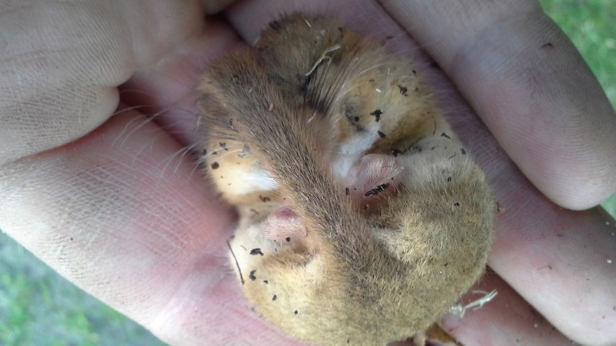 Lasy Państwowe pokazały urocze zdjęcie 