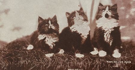 Ludzie od zawsze kochali koty. Te historyczne zdjęcia to niezbity dowód