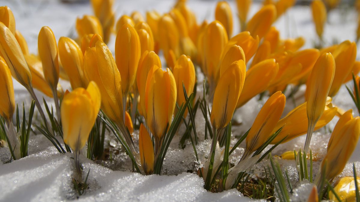 Czy czeka nas rychłe nadejście wiosny?