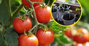 Najlepsze odmiany pomidorów. Są odporne na choroby
